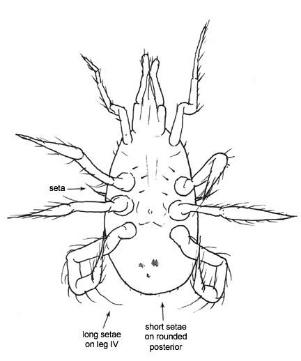 Drawing of E4 (ventral)