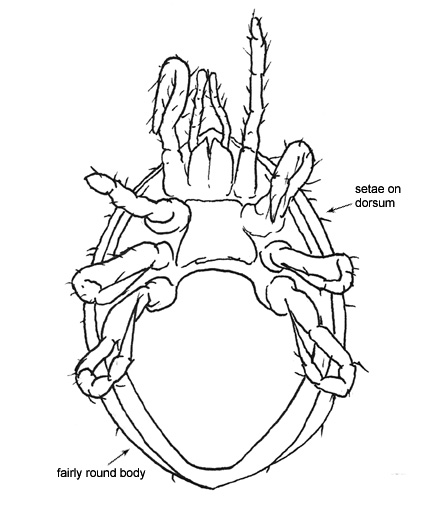 Drawing of E6 (ventral)