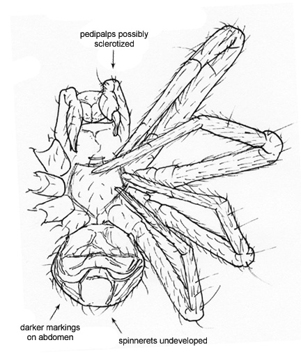 Drawing of ED (ventral)