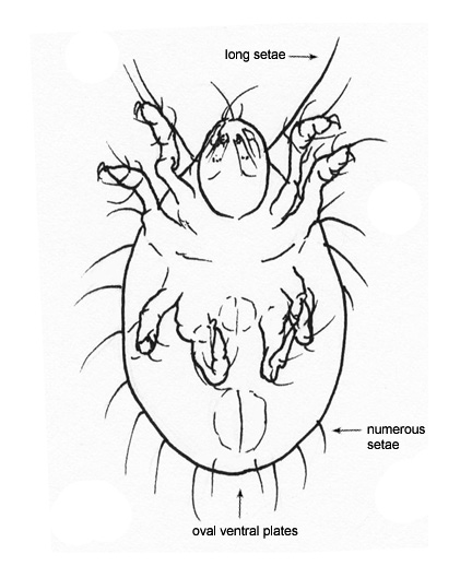 Drawing of EE (ventral)