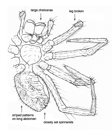 Drawing of EJ (ventral)