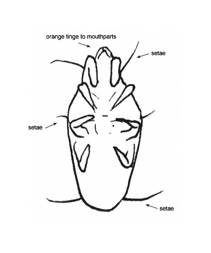 Drawing of EO (ventral)