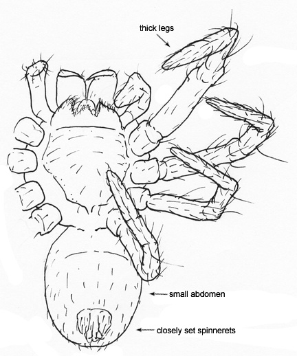 Drawing of ET (ventral)