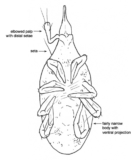 Drawing of EW (ventral)