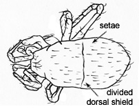 Drawing of F5 (dorsal)