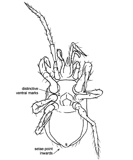 Drawing of F6 (ventral)