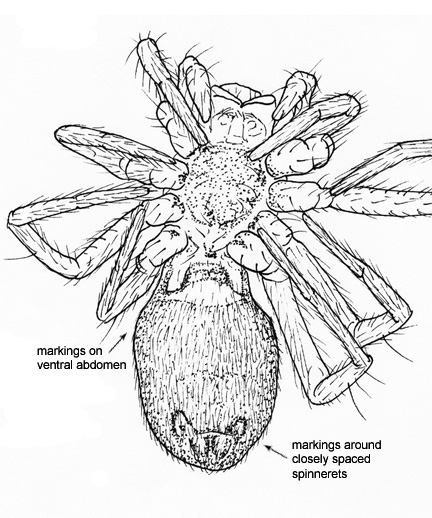 Drawing of FC (ventral)