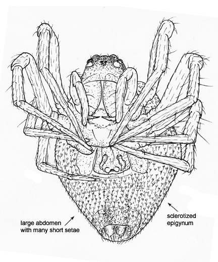 Drawing of FG (ventral)