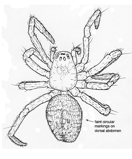 Drawing of FH (dorsal)