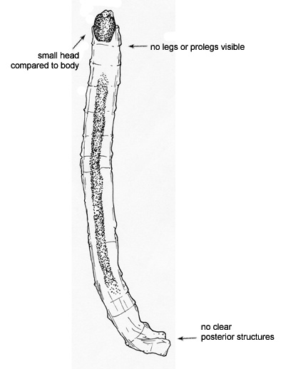 Drawing of FJ (ventral)