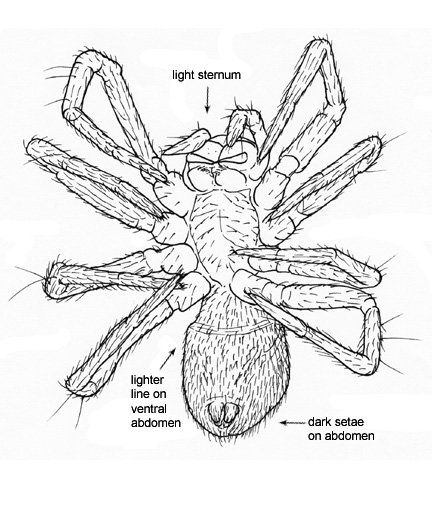 Drawing of FK (ventral)