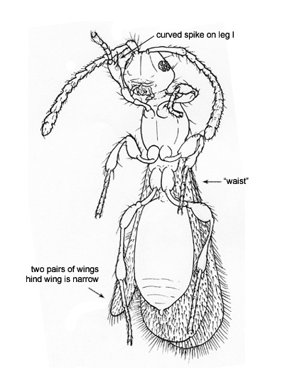 Drawing of FN (ventral)