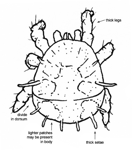 Drawing of FO (dorsal)