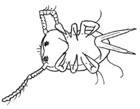 Drawing of G4 (ventral)