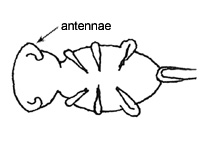 Drawing of G6 (ventral)