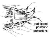 Drawing of H3 (dorsal posterior detail)