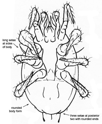 Drawing of H5 (ventral)