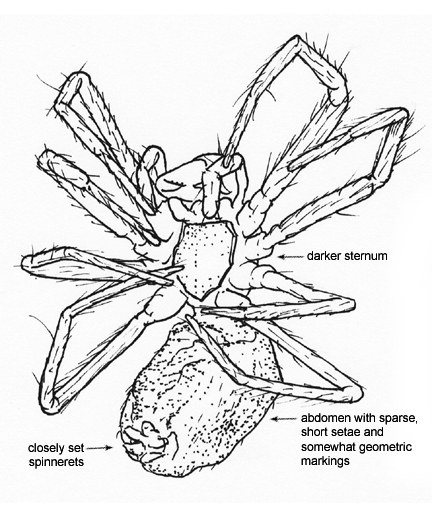 Drawing of H (ventral)