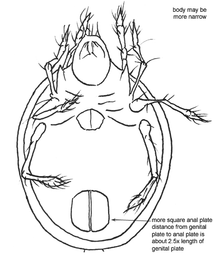Drawing of I1 (ventral)