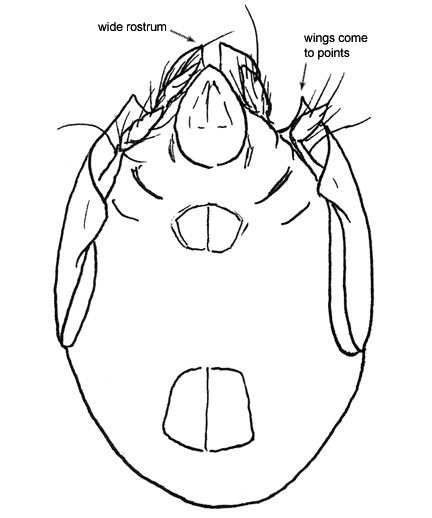 Drawing of I2a (ventral)