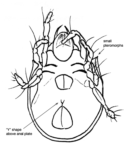 Drawing of I2b (ventral)