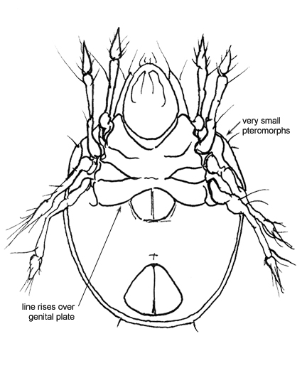 Drawing of I3 (ventral)