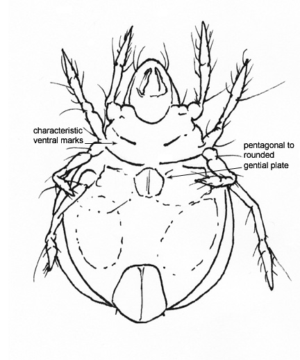 Drawing of I4b (ventral)