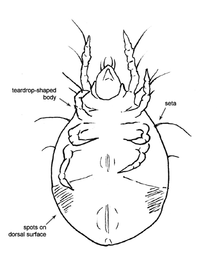 Drawing of I5 (ventral)