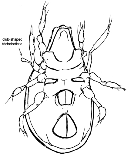Drawing of I6 (ventral)