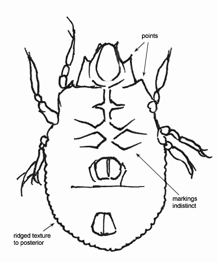 Drawing of J1 (ventral)