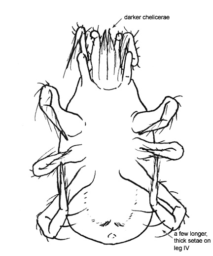 Drawing of J2 (ventral)