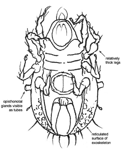 Drawing of J4 (ventral)