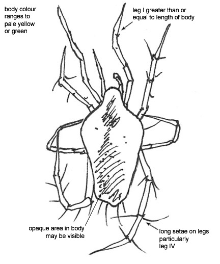 Drawing of J6 (ventral)