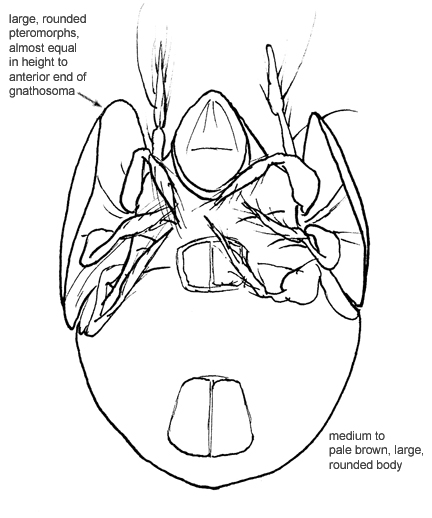 Drawing of L2 (ventral)