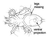Drawing of L6 (ventral)