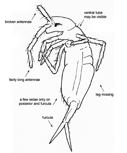 Drawing of L (ventral)