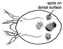 Drawing of M1 (dorsal)