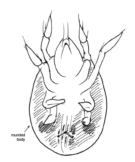 Drawing of M1 (ventral)