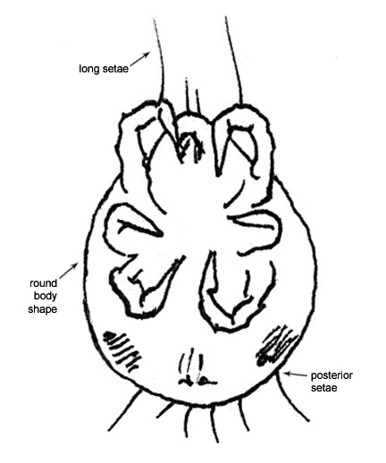 Drawing of M3 (ventral)