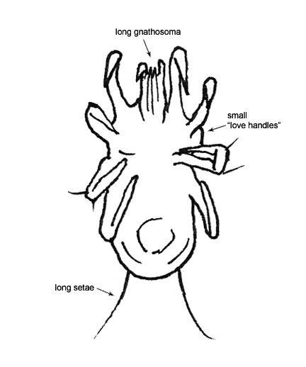 Drawing of N4 (ventral)