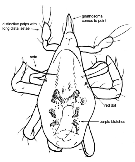 Drawing of O2 (dorsal)