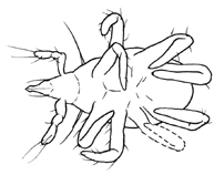 Drawing of O2 (ventral)