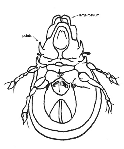 Drawing of O3 (ventral)