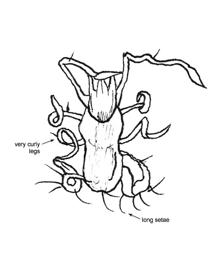 Drawing of O4 (ventral)
