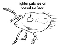 Drawing of O5 (dorsal)