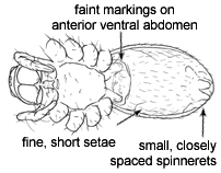 Drawing of O (ventral)