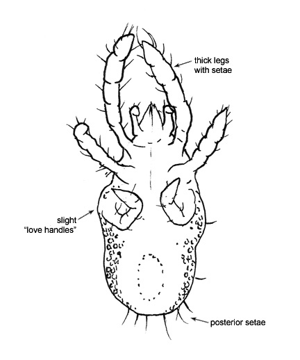 Drawing of P2 (ventral)