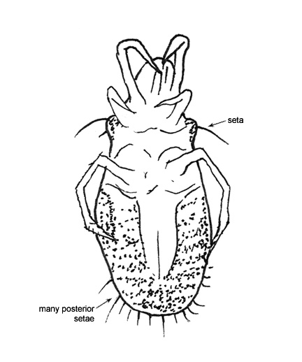 Drawing of P4 (ventral)