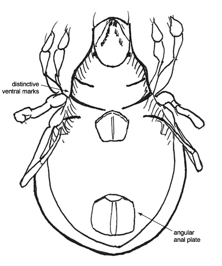 Drawing of P6 (ventral)