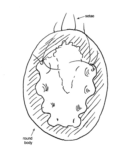 Drawing of R1 (ventral)
